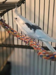vente samedi et dimanche laval oiseaux et cages - Photo 2