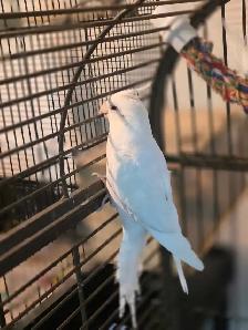 vente samedi et dimanche laval oiseaux et cages - Photo 3