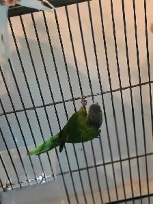 vente samedi et dimanche laval oiseaux et cages - Photo 4