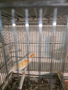 vente samedi et dimanche laval oiseaux et cages - Photo 5