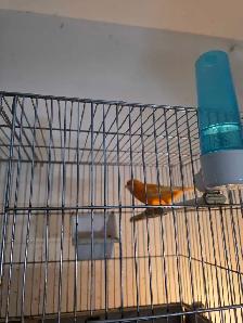 vente samedi et dimanche laval oiseaux et cages - Photo 6