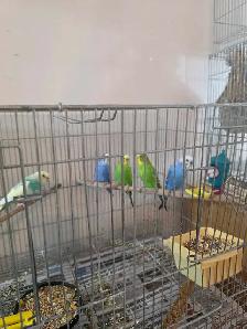 vente samedi et dimanche laval oiseaux et cages - Photo 7