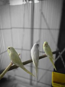 vente samedi et dimanche laval oiseaux et cages - Photo 8