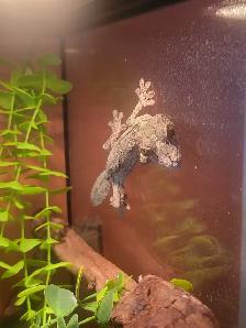 mossy leaftail geckos