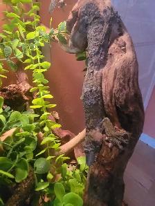 mossy leaftail geckos - Photo 2