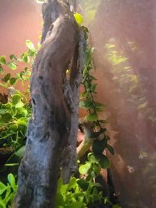 mossy leaftail geckos - Photo 3