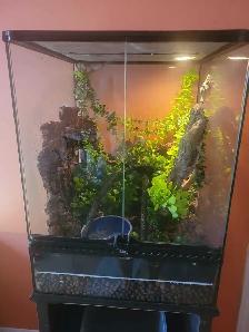 mossy leaftail geckos - Photo 4
