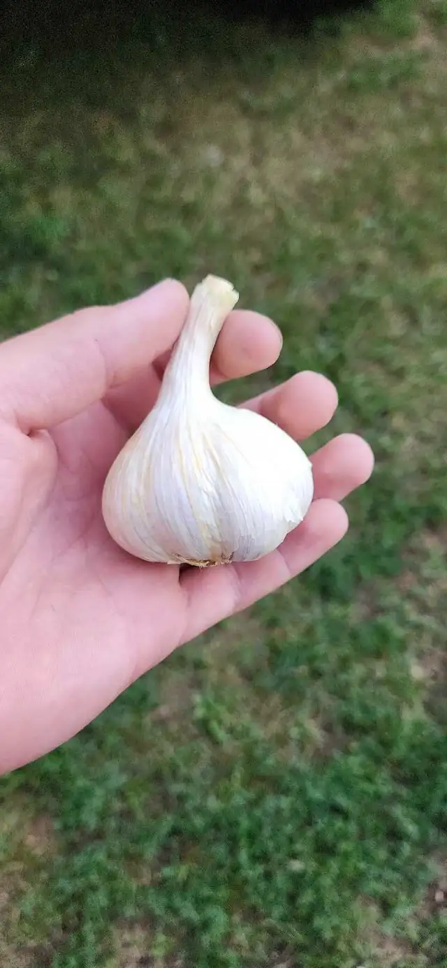 Garlic fresh from field!