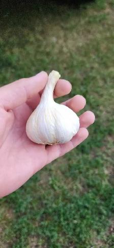 Garlic fresh from field!