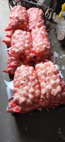 Garlic fresh from field! - Photo 2