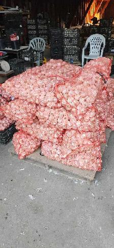 Garlic fresh from field! - Photo 4