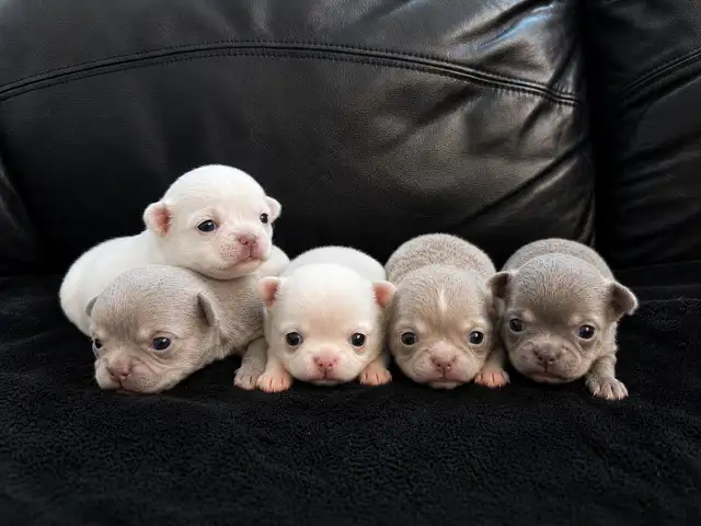 CKC MICRO & TINY STUNNING CHIHUAHUAS LH