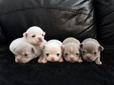 CKC MICRO & TINY STUNNING CHIHUAHUAS LH