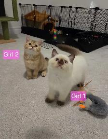 British Shorthair Kittens