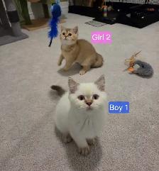 British Shorthair Kittens - Photo 2