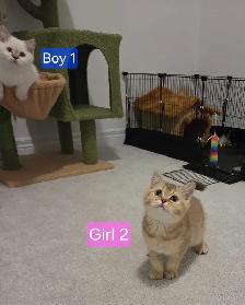 British Shorthair Kittens - Photo 3