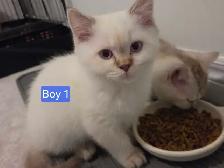 British Shorthair Kittens - Photo 4