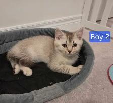 British Shorthair Kittens - Photo 5