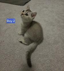 British Shorthair Kittens - Photo 6