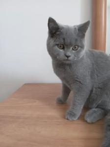 Scottish Fold and Scottish Straight kittens CCA/AFC registered - Photo 6