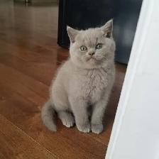 Scottish Fold and Scottish Straight kittens CCA/AFC registered - Photo 8