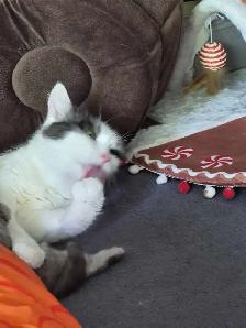 2 year old female cat available - Photo 2