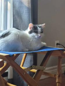 2 year old female cat available - Photo 3
