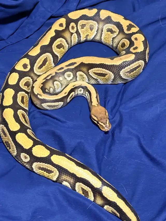 Proven Breeder Male Cypress Het Lavender Albino