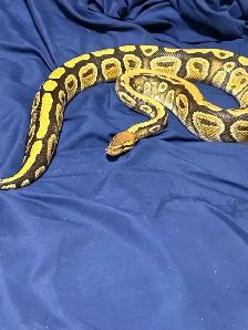 Proven Breeder Male Cypress Het Lavender Albino - Photo 3