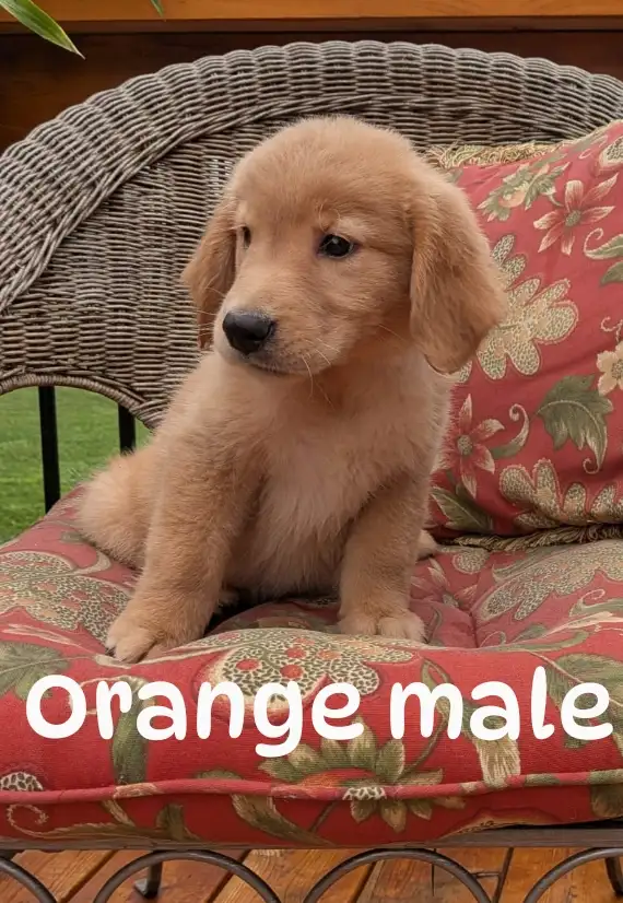 Golden Retriever Puppies