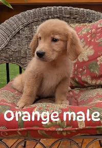 Golden Retriever Puppies