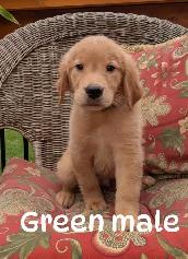 Golden Retriever Puppies - Photo 2