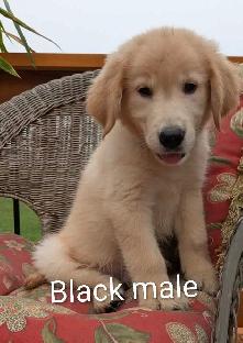Golden Retriever Puppies - Photo 3