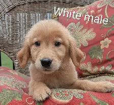 Golden Retriever Puppies - Photo 4