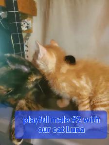 Tabby mixed kittens - Photo 2