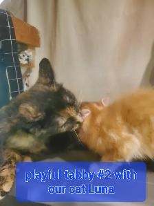 Tabby mixed kittens - Photo 3
