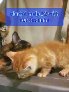 Tabby mixed kittens - Photo 4
