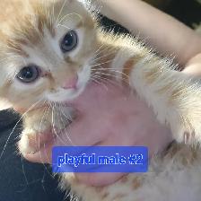 Tabby mixed kittens - Photo 5