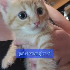 Tabby mixed kittens - Photo 9