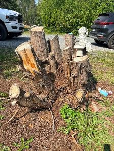 Stump Grinding