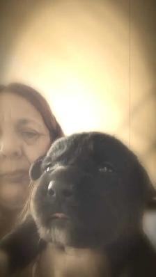 beautiful pups for sale - Photo 2
