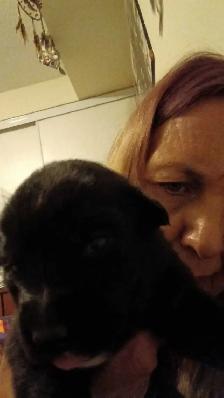 beautiful pups for sale - Photo 4