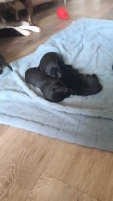 beautiful pups for sale - Photo 6