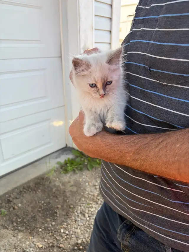 kitten for sale