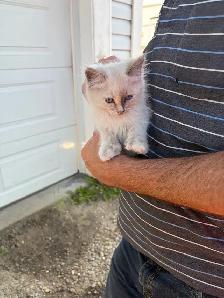 kitten for sale