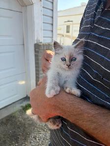 kitten for sale - Photo 2
