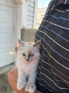 kitten for sale - Photo 3