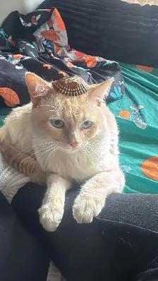 BEAU CHAT BLANC