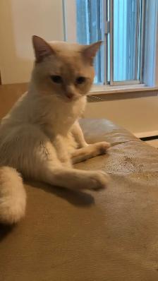 BEAU CHAT BLANC - Photo 2