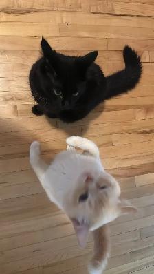 BEAU CHAT BLANC - Photo 3